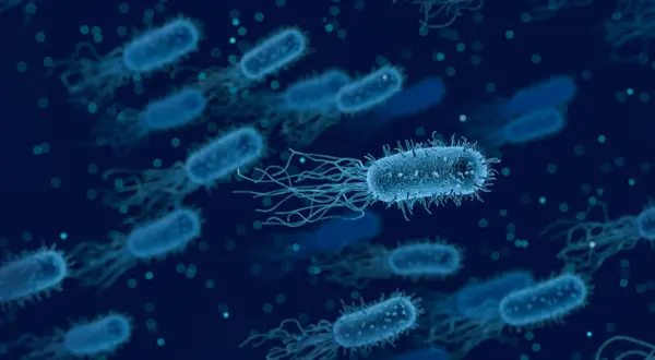 bacteria