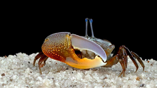 fiddler_krab